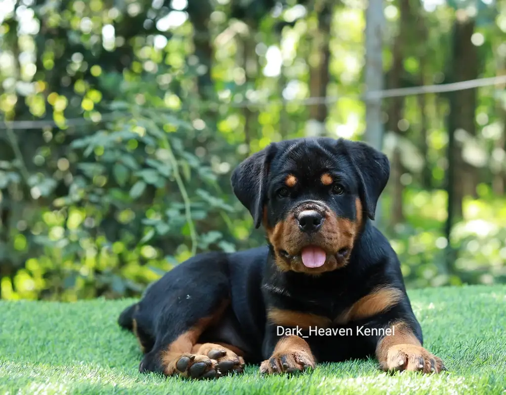 Rottweiler puppy