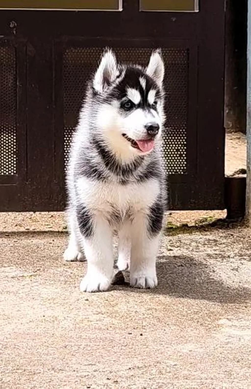 Husky Puppy