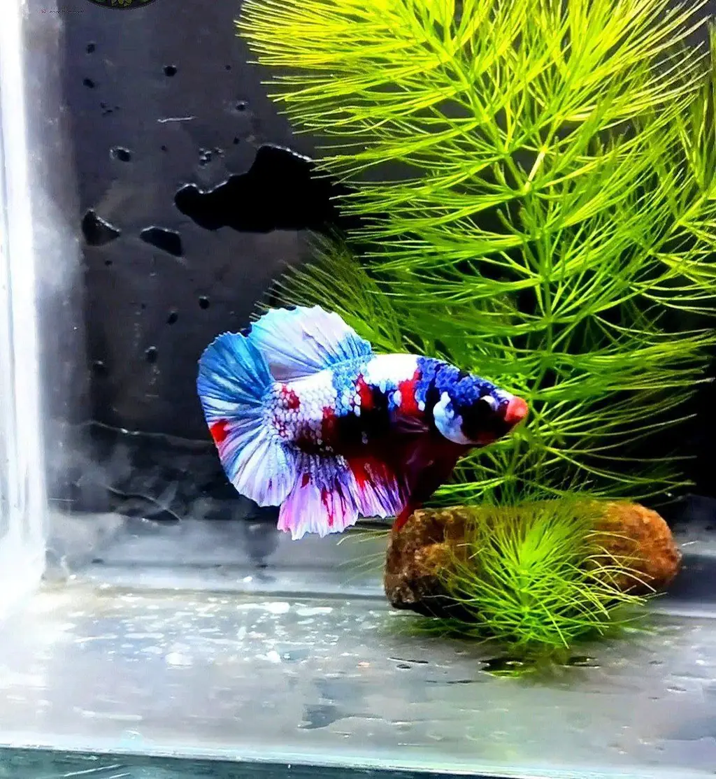 Betta Fish