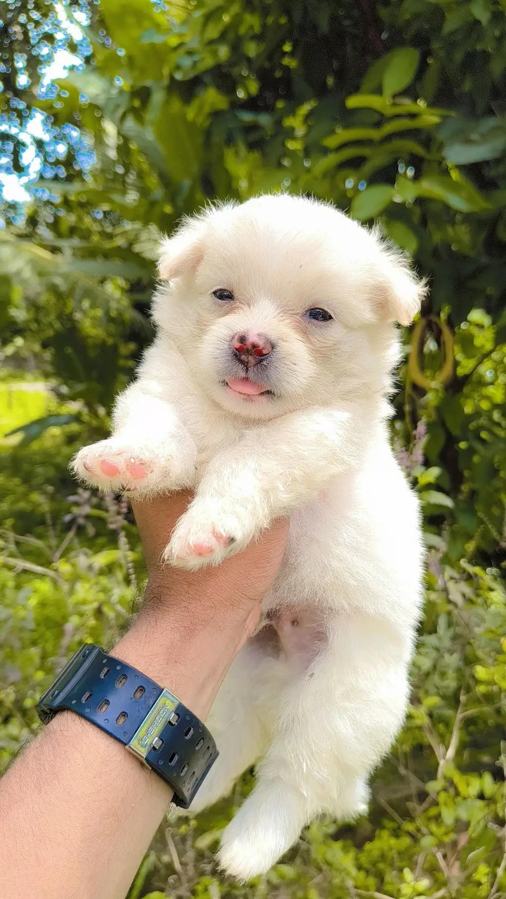 Pom Puppy